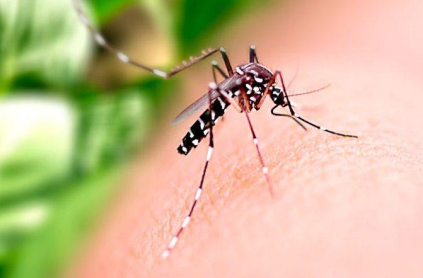 Saúde orienta população sobre prevenção à Dengue, Zika e Chikungunya