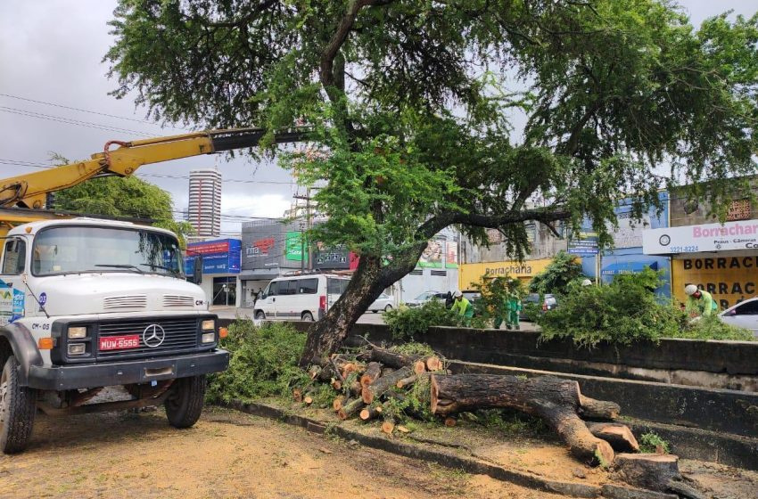 Poda de árvore: Prefeitura de Maceió orienta como solicitar serviço de forma gratuita