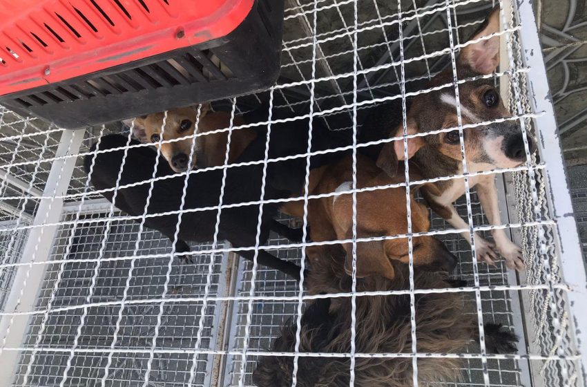 Por maus-tratos, Saúde resgata animais em residência na parte alta de Maceió