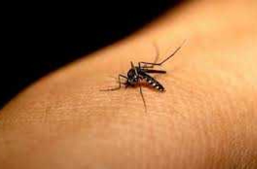 Confira principais sintomas de dengue e onde buscar atendimento em caso de suspeita