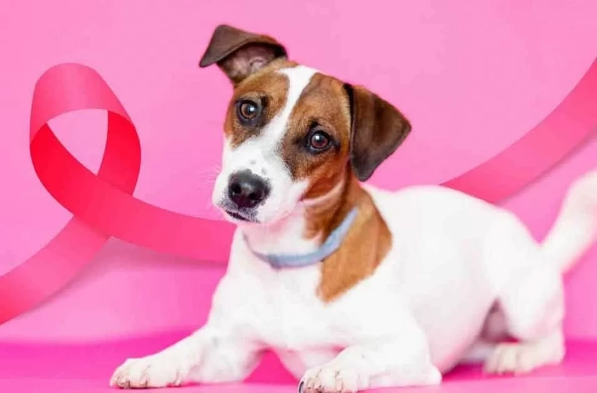 Gabinete da Causa Animal alerta sobre combate e prevenção ao câncer de mama em animais