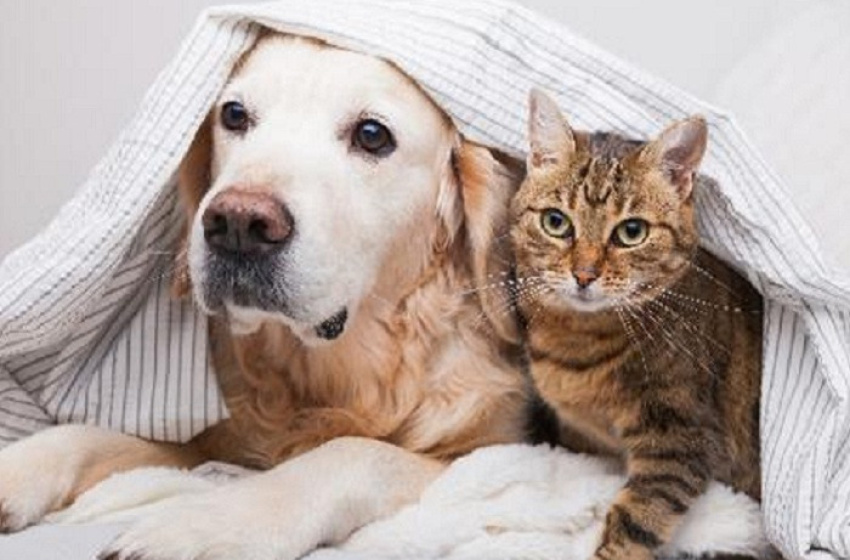 Secretaria de Bem Estar Animal orienta sobre os cuidados para proteger os animais de estimação durante o frio