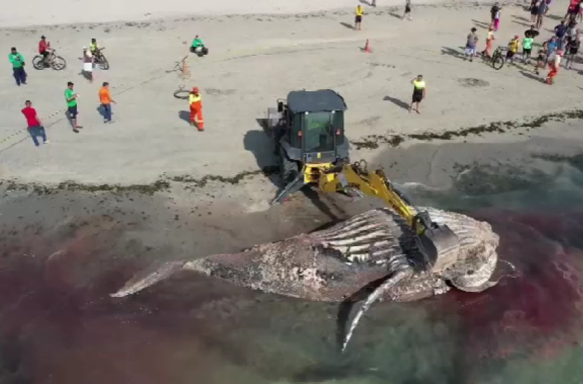 Em parceria com o Instituto Biota, Alurb remove baleia encontrada morta na Praia de Ponta Verde