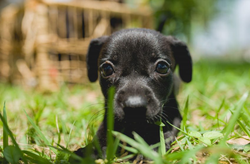 Gabinete da Causa Animal orienta donos de pets sobre vermifugação